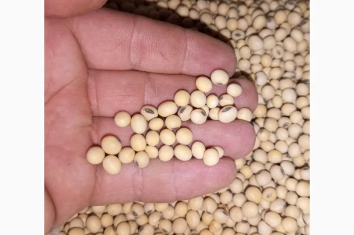 Продам Посівний Матеріал Сої (під Раундап)- фото № 2