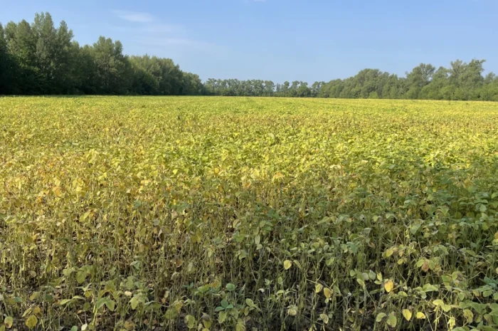 Насіння сої Арніка, первая репродукция (ультраскоростиглая, без ГМО)- фото № 3