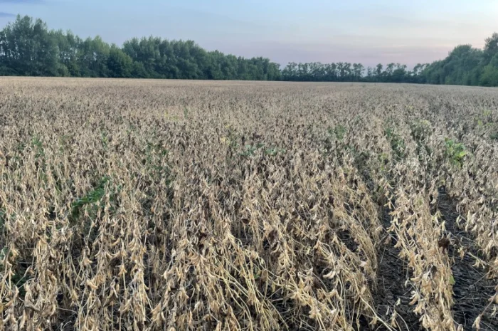 Насіння сої Арніка, первая репродукция (ультраскоростиглая, без ГМО)- фото № 4