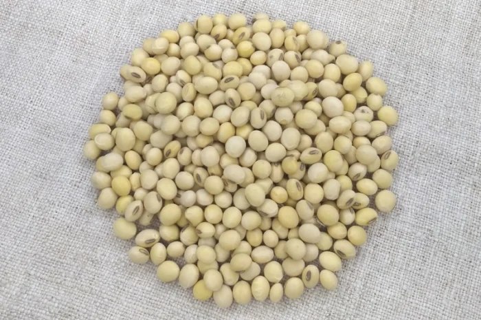 Насіння сої Муза, первая репродукция (без ГМО)- фото № 1