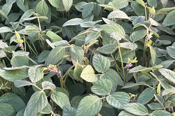 Насіння сої Муза, первая репродукция (без ГМО)- фото № 2