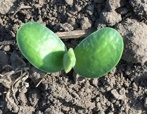 Насіння сої Арніка - посівний матеріал- фото № 2