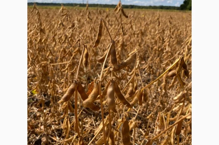 Соя Хайстар 2рр під раундап- фото № 1