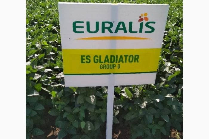 Насіння сої. соя ультра, максус- фото № 1