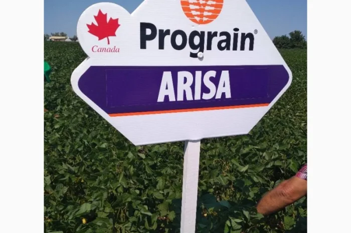 Насіння сої. соя ультра, максус- фото № 2