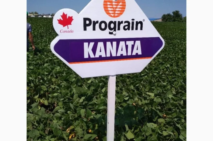 Насіння сої. соя ультра, максус- фото № 3