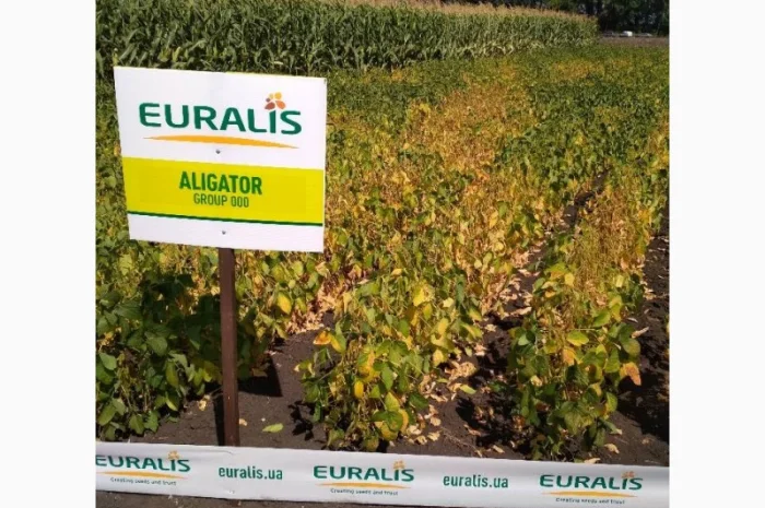 Насіння сої. соя ультра, максус- фото № 4