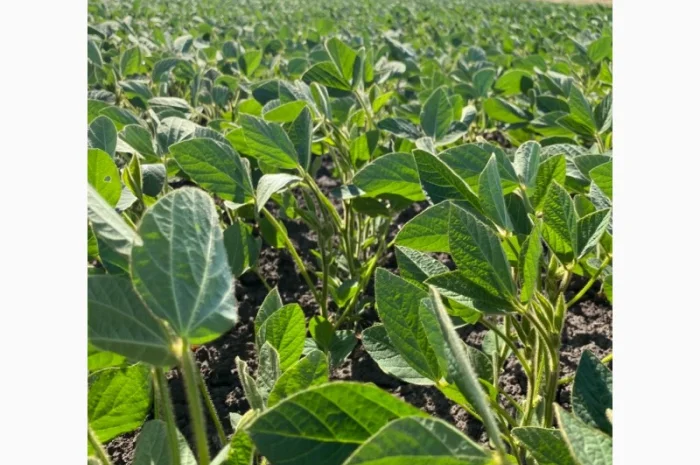 Соя Канзас 90днів під раундап- фото № 1