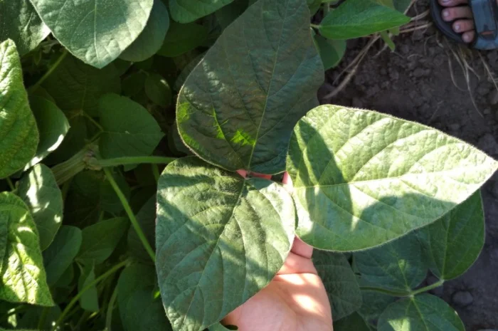 Соя Хайстар Histar RR США 105днів- фото № 1