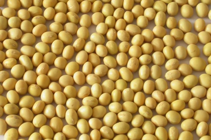 Купуємо сою з протеїном від 24%- фото № 1