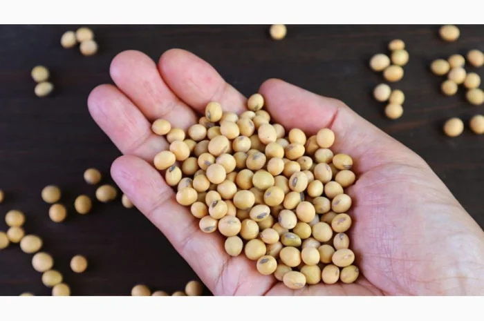 Семена сои сорта Максус на продажу- фото № 1