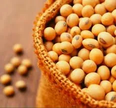 Семена сои Озборн - высокая урожайность- фото № 1