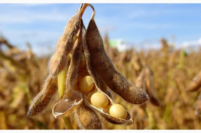 Ультраранній сорт сої PS 0035 NR2 з високим потенціалом урожайності- фото № 1