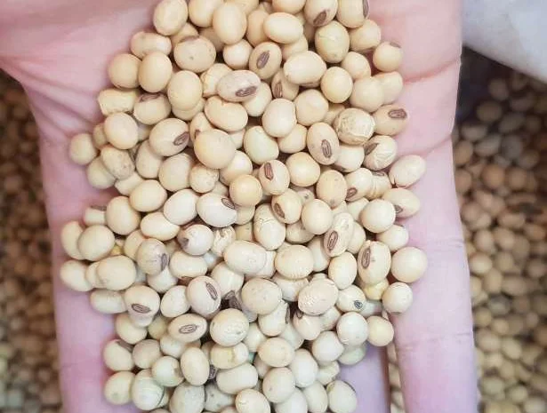 Семена сої Ультра від Monsanto- фото № 1