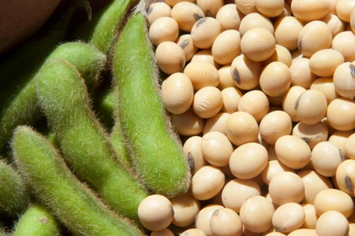 Семена сои сорта Хардин в продаже- фото № 1