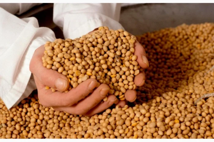 Семена сои Монро - высокоурожайный сорт- фото № 1