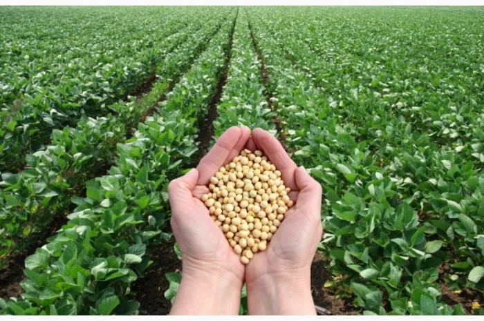 Ранній сорт сої S0009-M2 з високим потенціалом врожайності- фото № 1