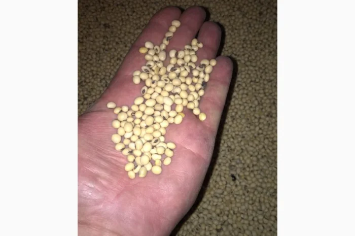 Соя Канзас посівна 90днів- фото № 1