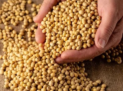 Реалізуємо сою- фото № 1