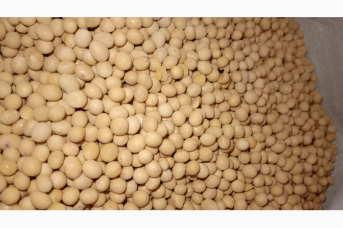 Продается соя Махоні - сорт ультраранний- фото № 1