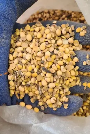 Закупаем половинки сои- фото № 1