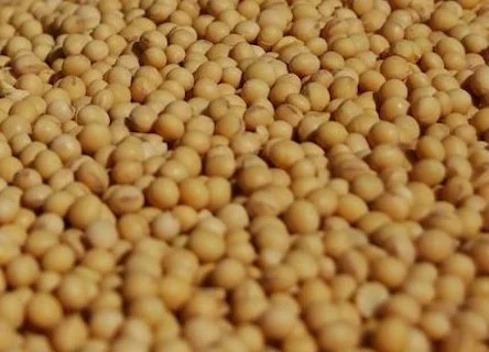 Купую сою та половинки сої- фото № 1