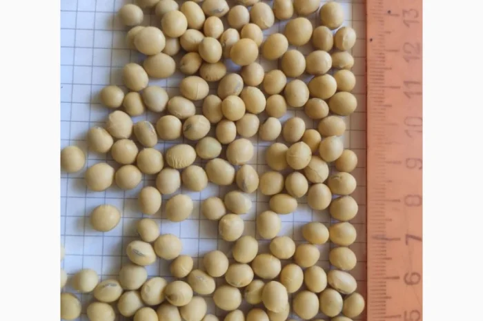 Продаж насіння сої сорту P03T68R2- фото № 1