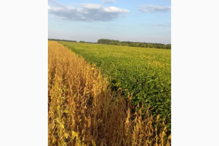 Продам сою (товарну та посівну). Протеїн 39 %, вол. 11.6% з пдв та без- фото № 1