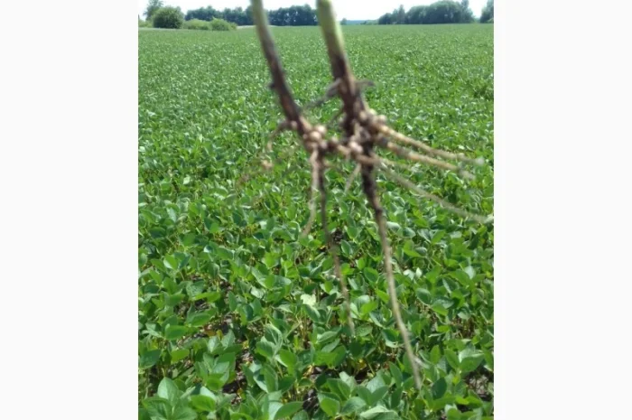 Продам сою (товарну та посівну). Протеїн 39 %, вол. 11.6% з пдв та без- фото № 2