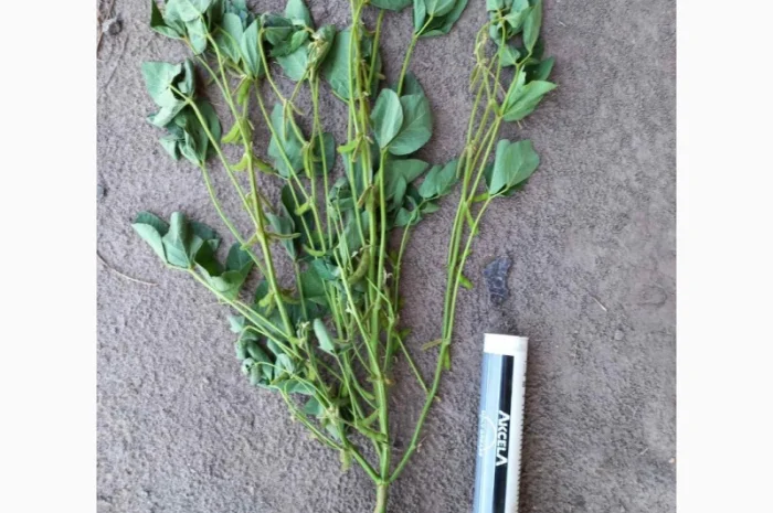 Продам сою (товарну та посівну) з пдв та без- фото № 2