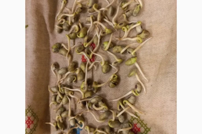 Продам сою (товарну та посівну) з пдв та без- фото № 3