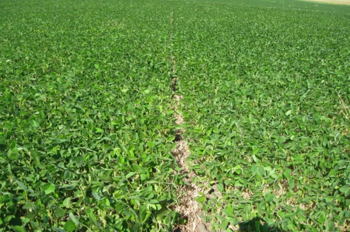 Соя ранняя ГМО Седна морозостойкая для продажи- фото № 1