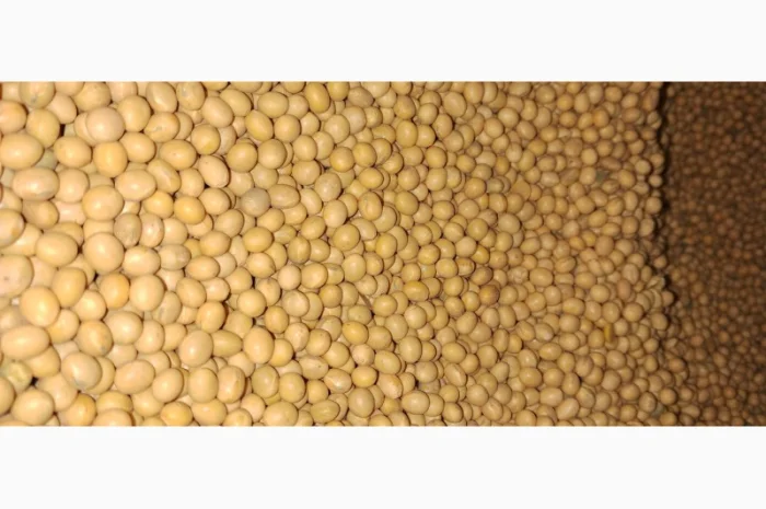 Насіння сої Піонер Т 2023 - висока врожайність- фото № 1