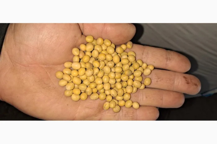 Насіння сої Піонер Т 2023 - висока врожайність- фото № 2