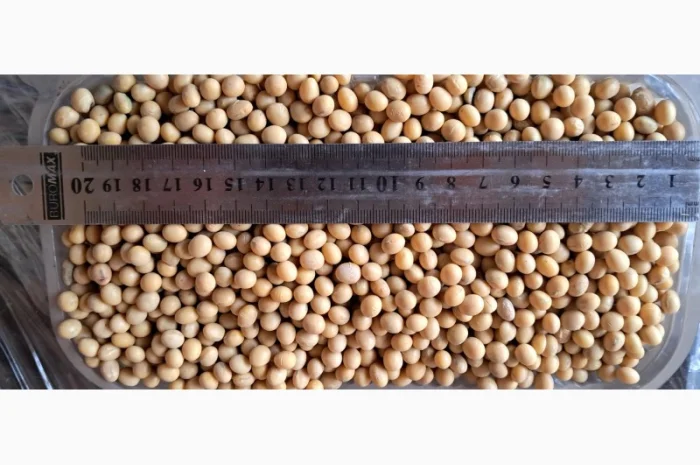 Насіння сої Піонер Т 2023 - висока врожайність- фото № 3