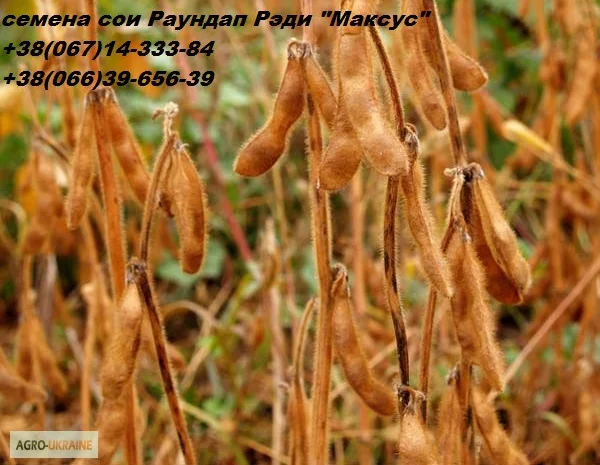 Семена сои- фото № 1