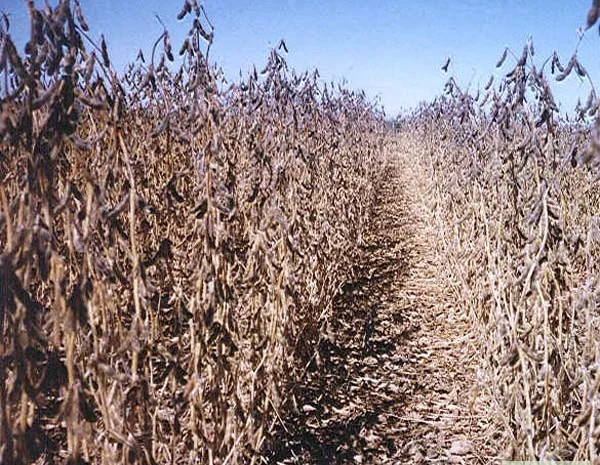 Семена сої 1 репродукції – продаж- фото № 1