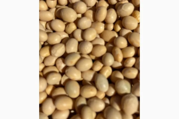 Семена сої 1 репродукції – продаж- фото № 3