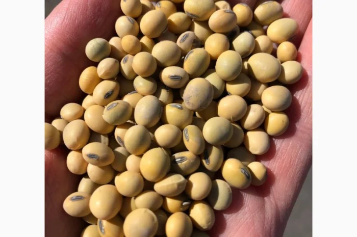 Семена сої 1 репродукції – продаж- фото № 5