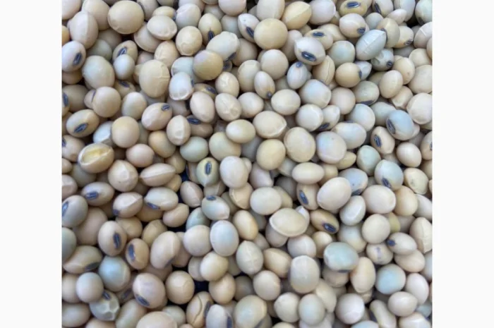 Семена сої 1 репродукції – продаж- фото № 6