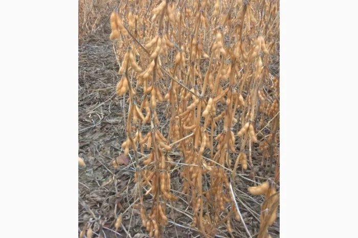 Семена сои под Раундап- фото № 2