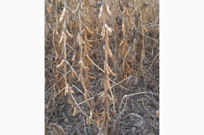 Семена сои под Раундап- фото № 1