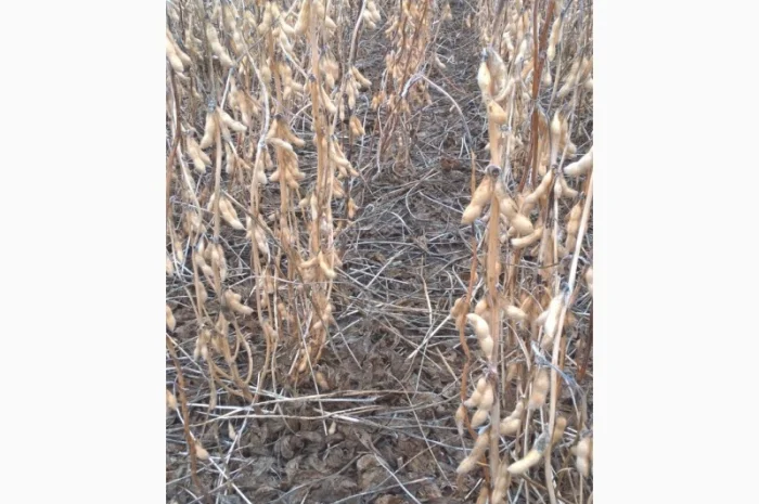 Семена сои под Раундап- фото № 3