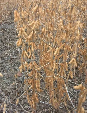 Насіння сої "S04D3". під Раундап. надстійка до стресових умов + відео- фото № 1