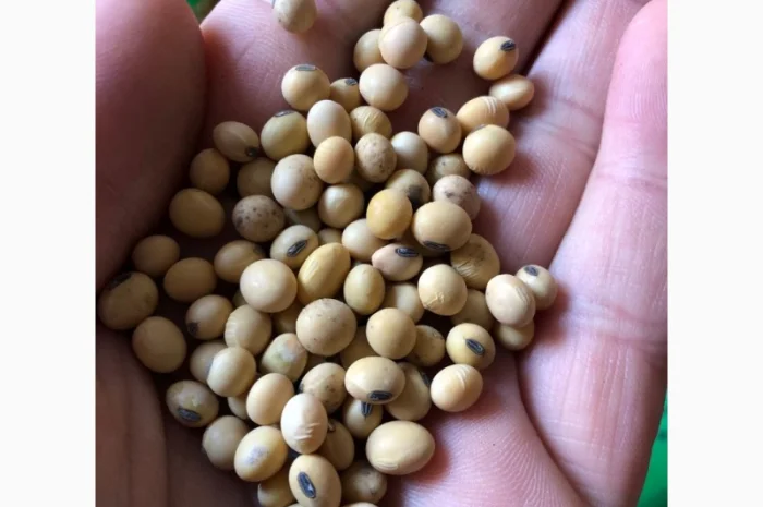 Насіння сої Канзас. Ультра-рання стійка до Раундапу + відео- фото № 1