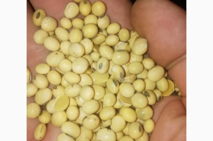 Продажа семян сои Сенсор, среднеспелый сорт, раундапный- фото № 1