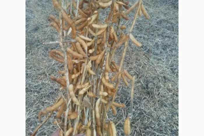 Продажа семян сои Сенсор, среднеспелый сорт, раундапный- фото № 2