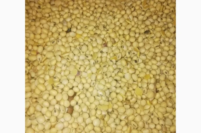 Продажа семян сои Сенсор, среднеспелый сорт, раундапный- фото № 3