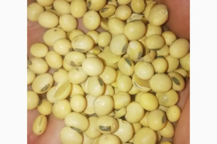 Продажа семян сои Сенсор, среднеспелый сорт, раундапный- фото № 4