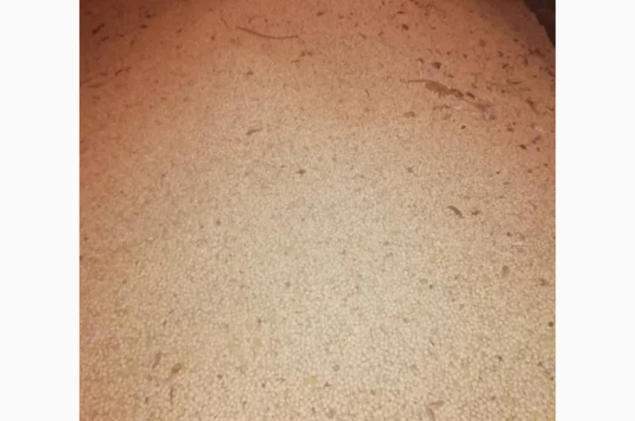 Продажа семян сои Сенсор, среднеспелый сорт, раундапный- фото № 5